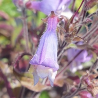Penstemon hirsutus var. pygmaeus